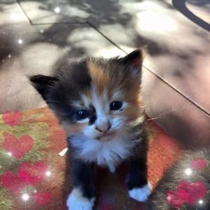 Meet your Posher, Pamela